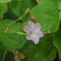 Commicarpus chinensis (L.) Heimerl